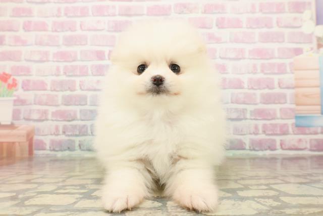 香川県のポメラニアン (Coo&RIKU高松上福岡店/2025年10月15日生まれ/女の子/ホワイトクリーム)の子犬の1枚目の画像