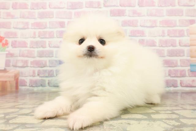 香川県のポメラニアン (Coo&RIKU高松上福岡店/2025年10月15日生まれ/女の子/ホワイトクリーム)の子犬の2枚目の画像