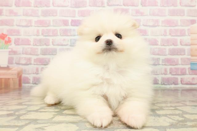 香川県のポメラニアン (Coo&RIKU高松上福岡店/2025年10月15日生まれ/女の子/ホワイトクリーム)の子犬の3枚目の画像