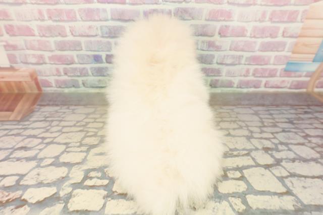 香川県のポメラニアン (Coo&RIKU高松上福岡店/2025年10月15日生まれ/女の子/ホワイトクリーム)の子犬の4枚目の画像