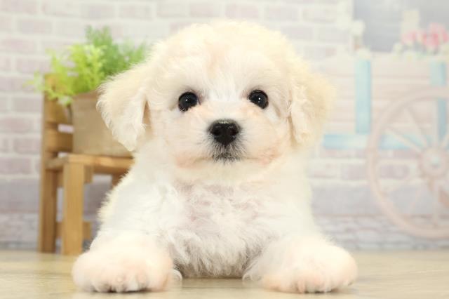 岐阜県のビションフリーゼ (Coo&RIKU岐阜店/2025年11月11日生まれ/女の子/ホワイト)の子犬の1枚目の画像