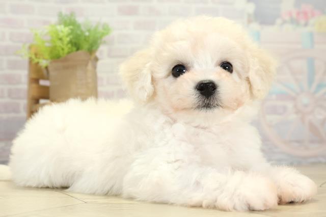 岐阜県のビションフリーゼ (Coo&RIKU岐阜店/2025年11月11日生まれ/女の子/ホワイト)の子犬の2枚目の画像