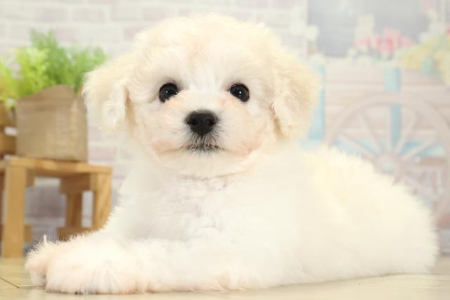 岐阜県のビションフリーゼ (Coo&RIKU岐阜店/2025年11月11日生まれ/女の子/ホワイト)の子犬の3枚目の画像