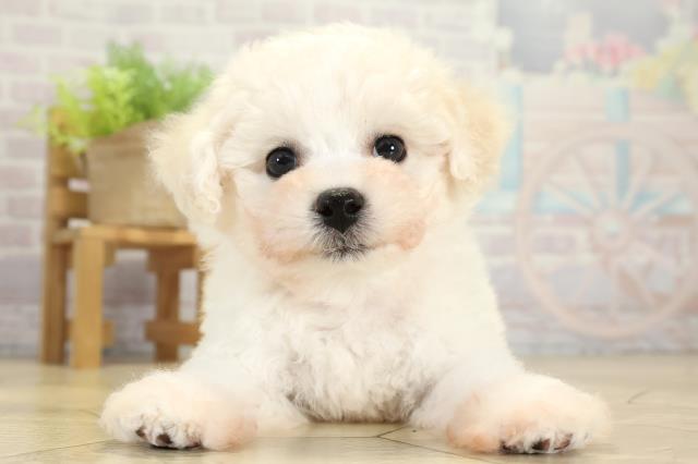 愛知県のビションフリーゼ (Coo&RIKU半田店/2025年11月11日生まれ/女の子/ホワイト)の子犬の1枚目の画像