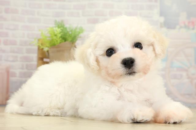 愛知県のビションフリーゼ (Coo&RIKU半田店/2025年11月11日生まれ/女の子/ホワイト)の子犬の2枚目の画像