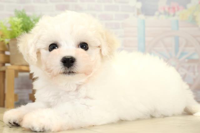 愛知県のビションフリーゼ (Coo&RIKU半田店/2025年11月11日生まれ/女の子/ホワイト)の子犬の3枚目の画像