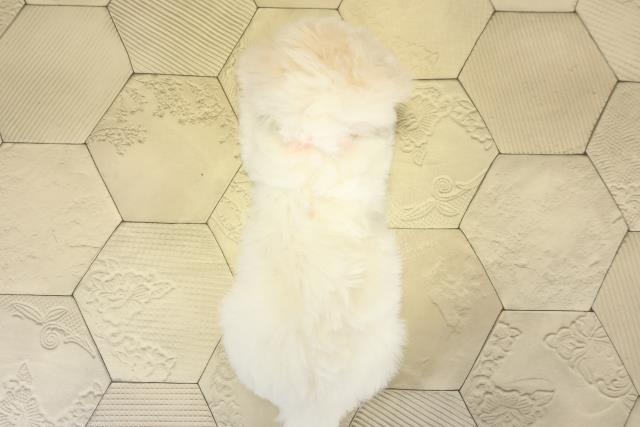 愛知県のビションフリーゼ (Coo&RIKU半田店/2025年11月11日生まれ/女の子/ホワイト)の子犬の4枚目の画像