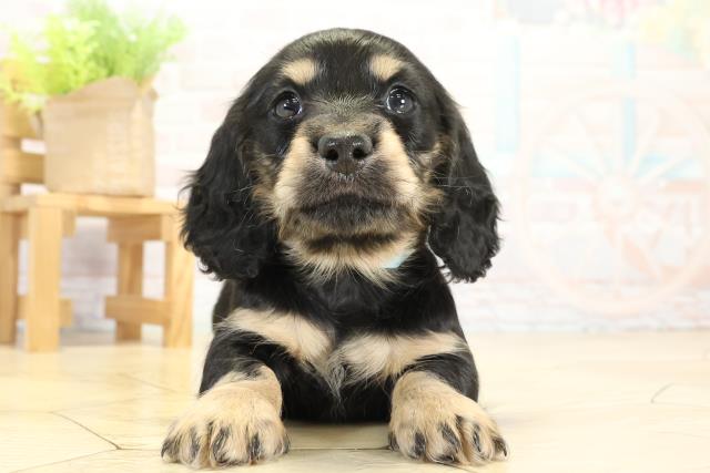 愛知県のミニチュアダックスフンド(ロング) (Coo&RIKU半田店/2025年11月11日生まれ/男の子/ブラックタン)の子犬の1枚目の画像