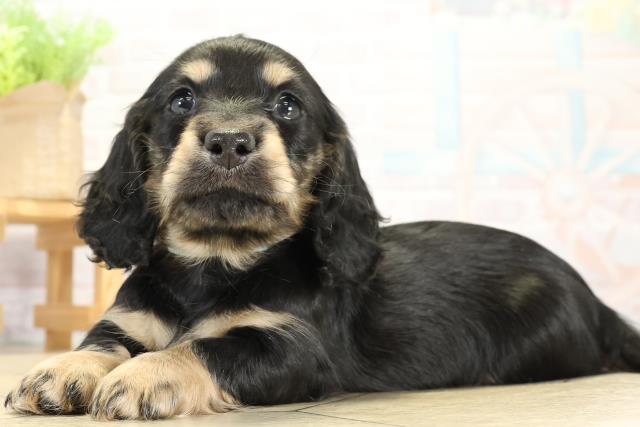 愛知県のミニチュアダックスフンド(ロング) (Coo&RIKU半田店/2025年11月11日生まれ/男の子/ブラックタン)の子犬の3枚目の画像