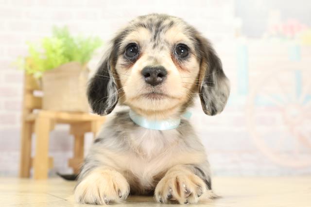 愛知県のミニチュアダックスフンド(ロング) (Coo&RIKU東海一宮店/2025年11月11日生まれ/男の子/シルバーダップル)の子犬の1枚目の画像