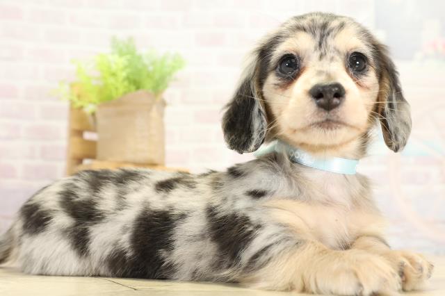 愛知県のミニチュアダックスフンド(ロング) (Coo&RIKU東海一宮店/2025年11月11日生まれ/男の子/シルバーダップル)の子犬の2枚目の画像