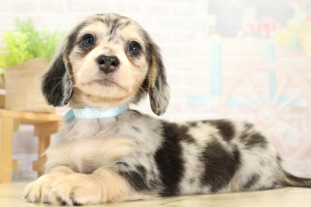 愛知県のミニチュアダックスフンド(ロング) (Coo&RIKU東海一宮店/2025年11月11日生まれ/男の子/シルバーダップル)の子犬の3枚目の画像