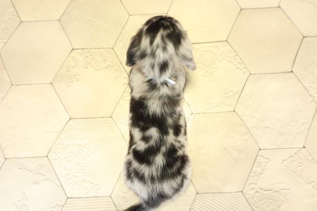 愛知県のミニチュアダックスフンド(ロング) (Coo&RIKU東海一宮店/2025年11月11日生まれ/男の子/シルバーダップル)の子犬の4枚目の画像