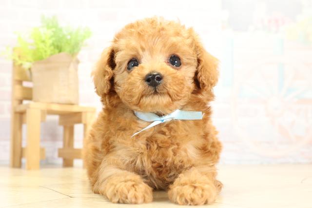 トイ・プードル