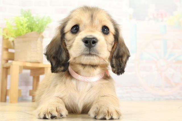 岐阜県のミニチュアダックスフンド(ロング) (Coo&RIKU岐阜店/2025年11月12日生まれ/女の子/シェーデットレッド)の子犬の1枚目の画像