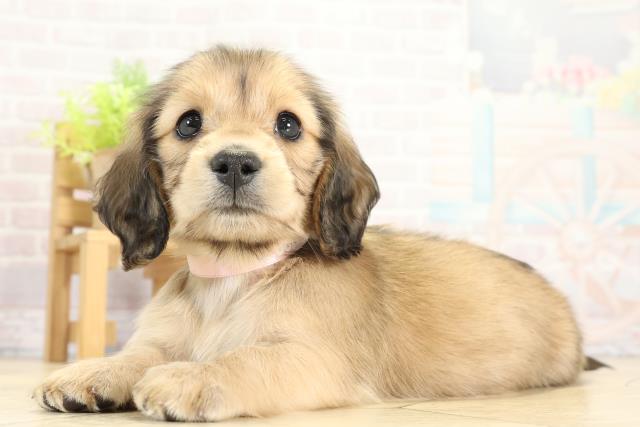 岐阜県のミニチュアダックスフンド(ロング) (Coo&RIKU岐阜店/2025年11月12日生まれ/女の子/シェーデットレッド)の子犬の3枚目の画像