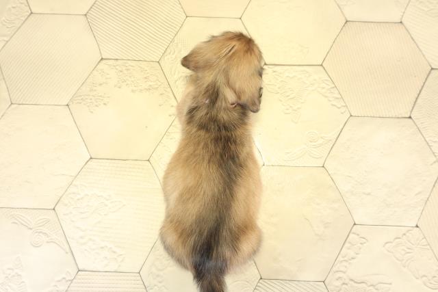 岐阜県のミニチュアダックスフンド(ロング) (Coo&RIKU岐阜店/2025年11月12日生まれ/女の子/シェーデットレッド)の子犬の4枚目の画像