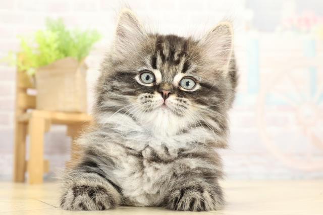 岐阜県のミヌエット (Coo&RIKU岐阜店/2025年11月9日生まれ/男の子/ブラウンタビー)の子猫の1枚目の画像