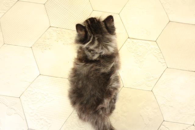 岐阜県のミヌエット (Coo&RIKU岐阜店/2025年11月9日生まれ/男の子/ブラウンタビー)の子猫の4枚目の画像