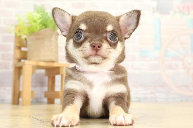 チワワ（スムースコート）