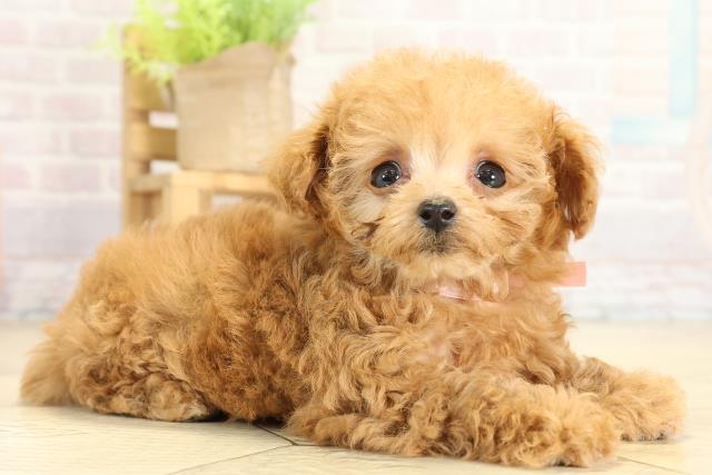 岐阜県のトイプードル(ティーカップ) (Coo&RIKU岐阜店/2025年11月4日生まれ/女の子/オレンジフォーン)の子犬の2枚目の画像