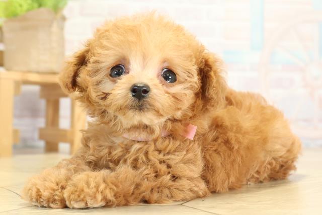 岐阜県のトイプードル(ティーカップ) (Coo&RIKU岐阜店/2025年11月4日生まれ/女の子/オレンジフォーン)の子犬の3枚目の画像