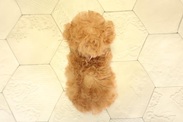 岐阜県のトイプードル(ティーカップ) (Coo&RIKU岐阜店/2025年11月4日生まれ/女の子/オレンジフォーン)の子犬の4枚目の画像