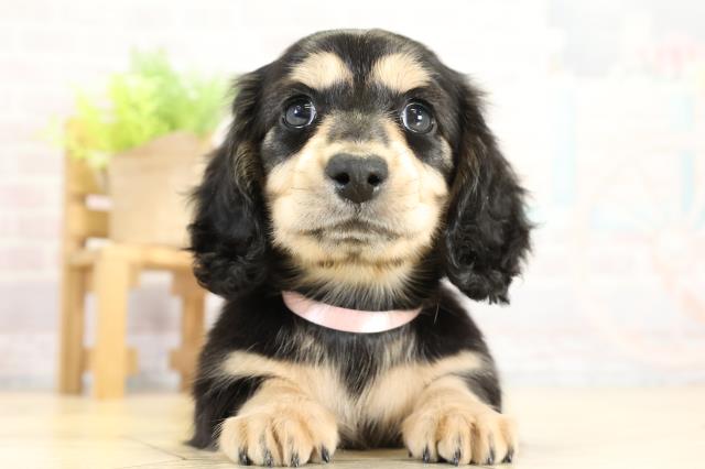 岐阜県のミニチュアダックスフンド(ロング) (Coo&RIKU岐南店/2025年11月11日生まれ/女の子/ブラックタン)の子犬の1枚目の画像