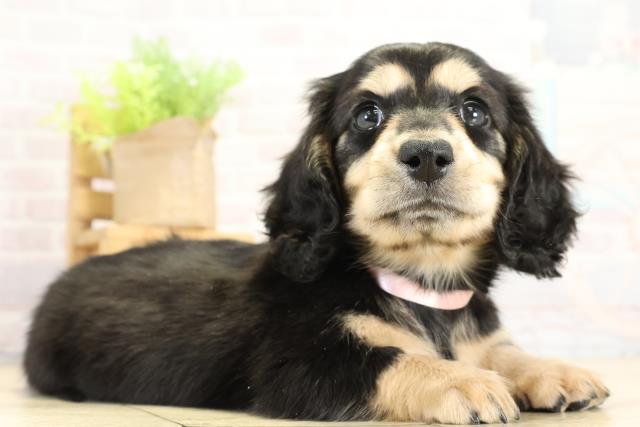 岐阜県のミニチュアダックスフンド(ロング) (Coo&RIKU岐南店/2025年11月11日生まれ/女の子/ブラックタン)の子犬の2枚目の画像