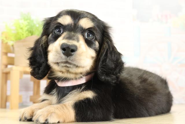 岐阜県のミニチュアダックスフンド(ロング) (Coo&RIKU岐南店/2025年11月11日生まれ/女の子/ブラックタン)の子犬の3枚目の画像