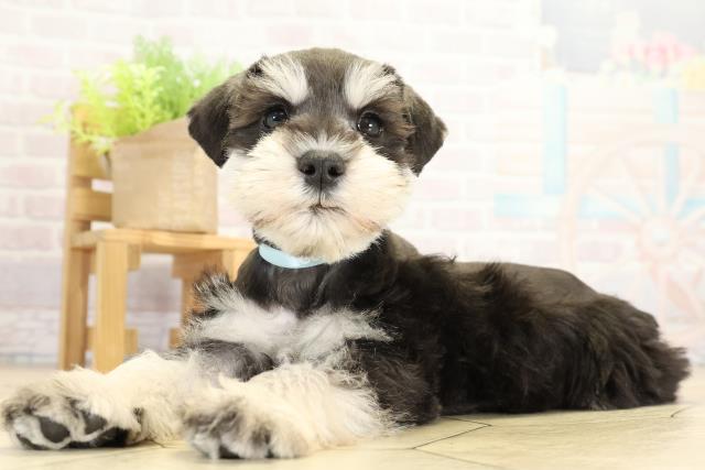 愛知県のミニチュアシュナウザー (Coo&RIKU春日井店/2025年11月11日生まれ/男の子/ブラックシルバー)の子犬の3枚目の画像