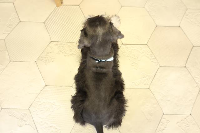 愛知県のミニチュアシュナウザー (Coo&RIKU春日井店/2025年11月11日生まれ/男の子/ブラックシルバー)の子犬の4枚目の画像