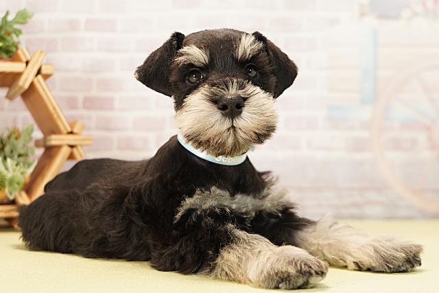 岐阜県のミニチュアシュナウザー (Coo&RIKU岐南店/2025年11月11日生まれ/男の子/ブラックシルバー)の子犬の2枚目の画像