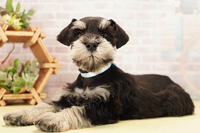 岐阜県のミニチュアシュナウザー (Coo&RIKU岐南店/2025年11月11日生まれ/男の子/ブラックシルバー)の子犬の3枚目の画像