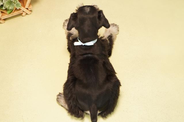 岐阜県のミニチュアシュナウザー (Coo&RIKU岐南店/2025年11月11日生まれ/男の子/ブラックシルバー)の子犬の4枚目の画像