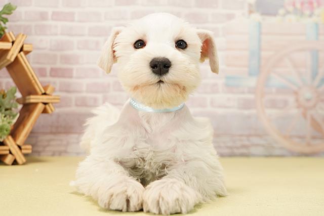 岐阜県のミニチュアシュナウザー (Coo&RIKU各務原店/2025年11月11日生まれ/男の子/ホワイト)の子犬の1枚目の画像