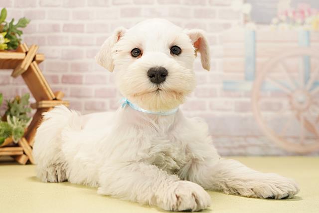 岐阜県のミニチュアシュナウザー (Coo&RIKU各務原店/2025年11月11日生まれ/男の子/ホワイト)の子犬の2枚目の画像