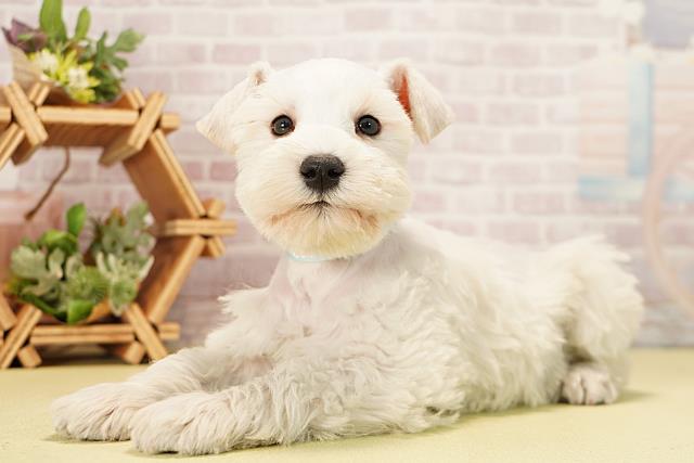 岐阜県のミニチュアシュナウザー (Coo&RIKU各務原店/2025年11月11日生まれ/男の子/ホワイト)の子犬の3枚目の画像