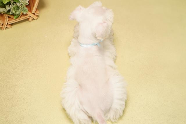 岐阜県のミニチュアシュナウザー (Coo&RIKU各務原店/2025年11月11日生まれ/男の子/ホワイト)の子犬の4枚目の画像