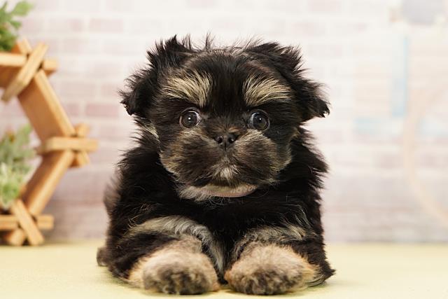 岐阜県のマルプー(マルチーズ×プードル) (Coo&RIKU岐南店/2025年11月11日生まれ/女の子/ブラックタン)の子犬の1枚目の画像