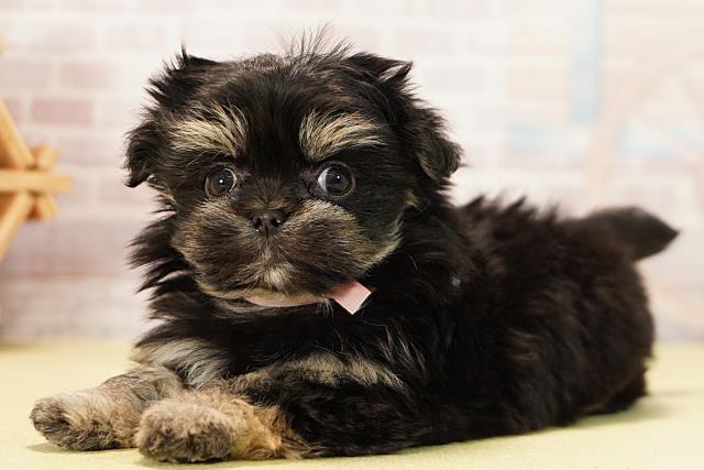 岐阜県のマルプー(マルチーズ×プードル) (Coo&RIKU岐南店/2025年11月11日生まれ/女の子/ブラックタン)の子犬の3枚目の画像