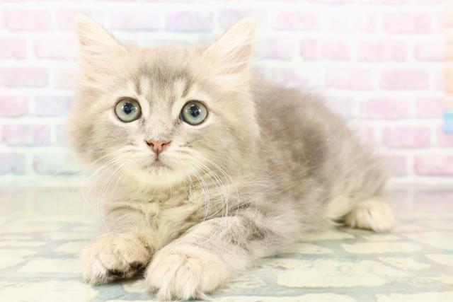 東京都のラガマフィン (Coo&RIKU府中店/2025年10月30日生まれ/男の子/ブルータビー)の子猫の2枚目の画像