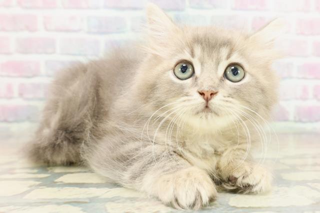 東京都のラガマフィン (Coo&RIKU府中店/2025年10月30日生まれ/男の子/ブルータビー)の子猫の3枚目の画像