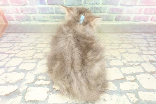 東京都のラガマフィン (Coo&RIKU府中店/2025年10月30日生まれ/男の子/ブルータビー)の子猫の4枚目の画像