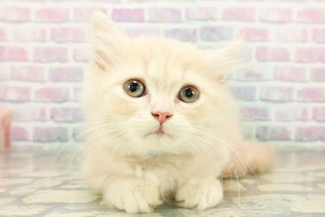 東京都のミヌエット (Coo&RIKU府中店/2025年10月29日生まれ/男の子/クリームタビー)の子猫の1枚目の画像