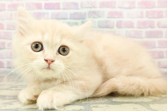 東京都のミヌエット (Coo&RIKU府中店/2025年10月29日生まれ/男の子/クリームタビー)の子猫の2枚目の画像