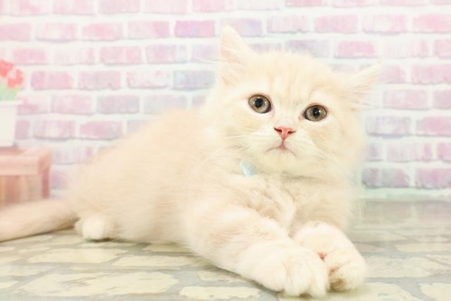 東京都のミヌエット (Coo&RIKU府中店/2025年10月29日生まれ/男の子/クリームタビー)の子猫の3枚目の画像