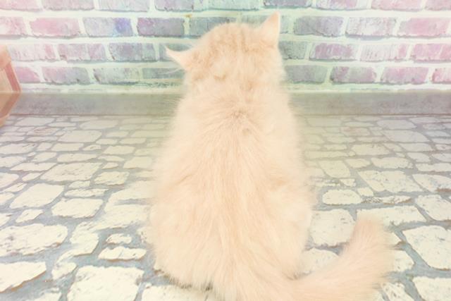 東京都のミヌエット (Coo&RIKU府中店/2025年10月29日生まれ/男の子/クリームタビー)の子猫の4枚目の画像