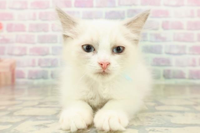 神奈川県のラグドール (Coo&RIKU横浜港南台店/2025年10月2日生まれ/男の子/ブルーポイントバイカラー)の子猫の1枚目の画像