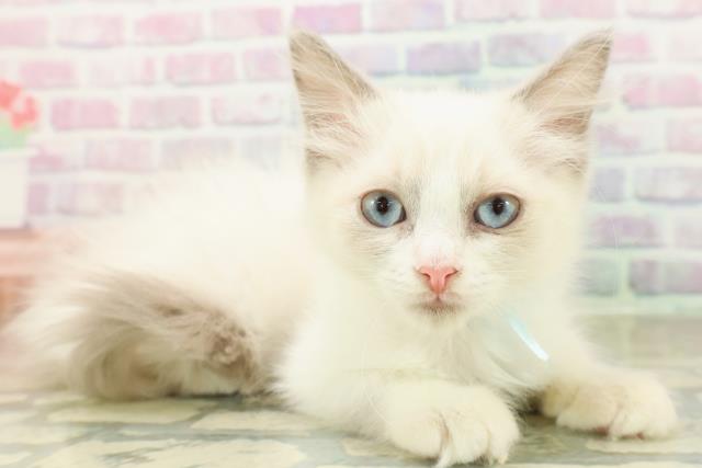 神奈川県のラグドール (Coo&RIKU横浜港南台店/2025年10月2日生まれ/男の子/ブルーポイントバイカラー)の子猫の3枚目の画像